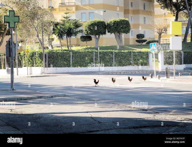 Chicken road - Descubre el mundo emocionante de El Camino de la Granja de Pollo en España